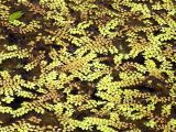 Salvinia natans