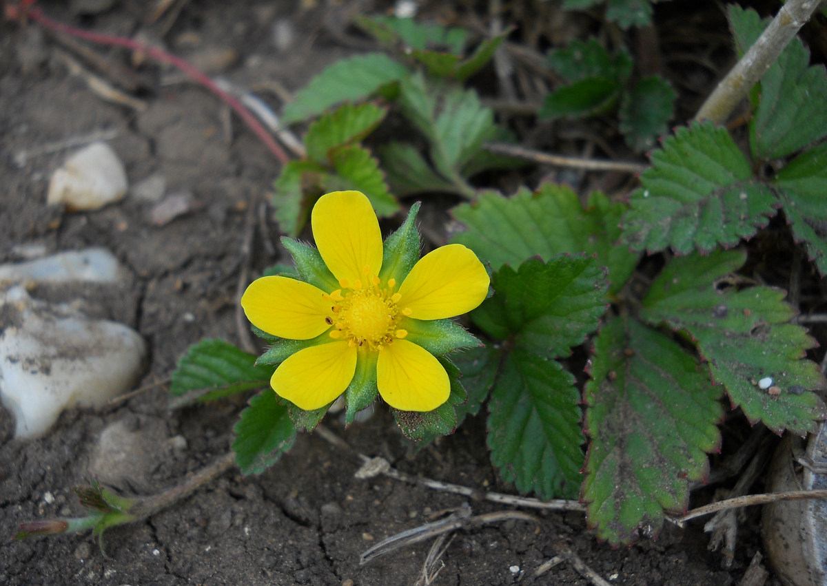 Image of Duchesnea indica specimen.