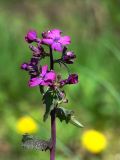 Lunaria annua. Верхушка цветущего растения. Краснодарский край, Кущёвский р-н, станица Шкуринская. 23.04.2009.