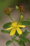 Hypericum maculatum. Верхушка цветущего и плодоносящего растения. Карельский перешеек, окр. Сертолово. 11.08.2009.