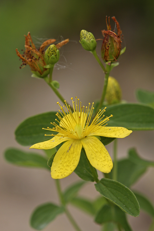 Изображение особи Hypericum maculatum.