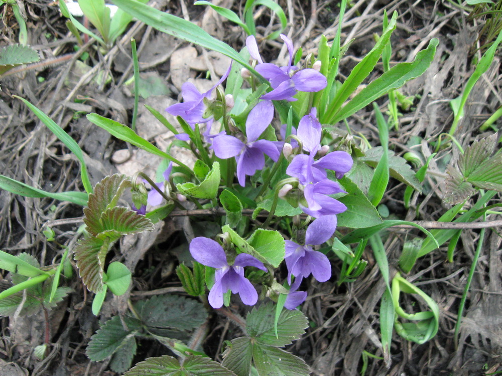 Image of genus Viola specimen.