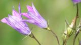 Campanula patula. Цветы крупноцветковой формы. Пойменный луг в Лужском р-не Ленинградской обл., середина июня.