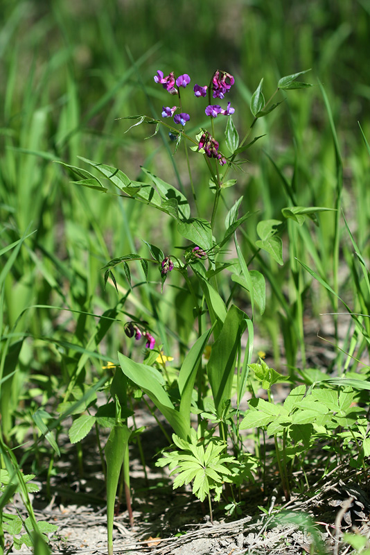 Изображение особи Lathyrus vernus.