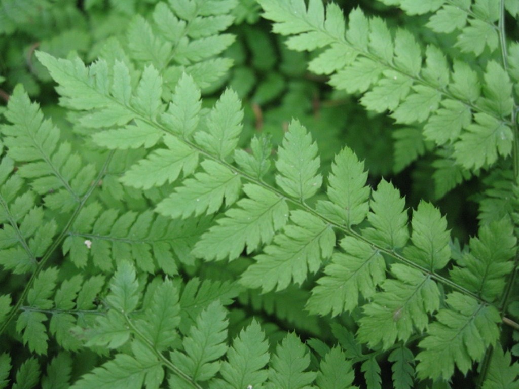 Image of Dryopteris amurensis specimen.