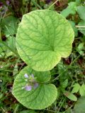 Viola epipsila