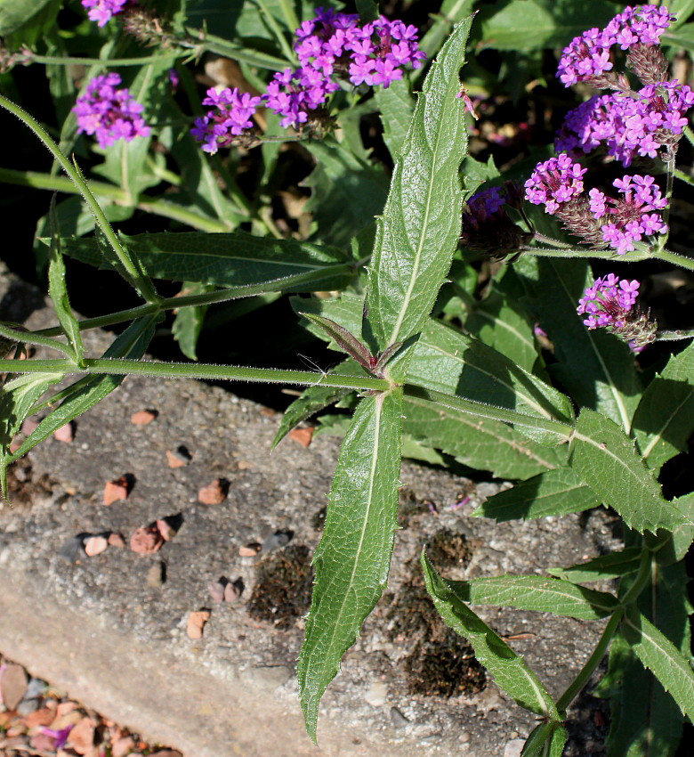 Image of Verbena rigida specimen.