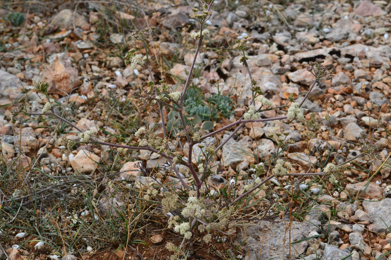 Image of Seseli arenarium specimen.