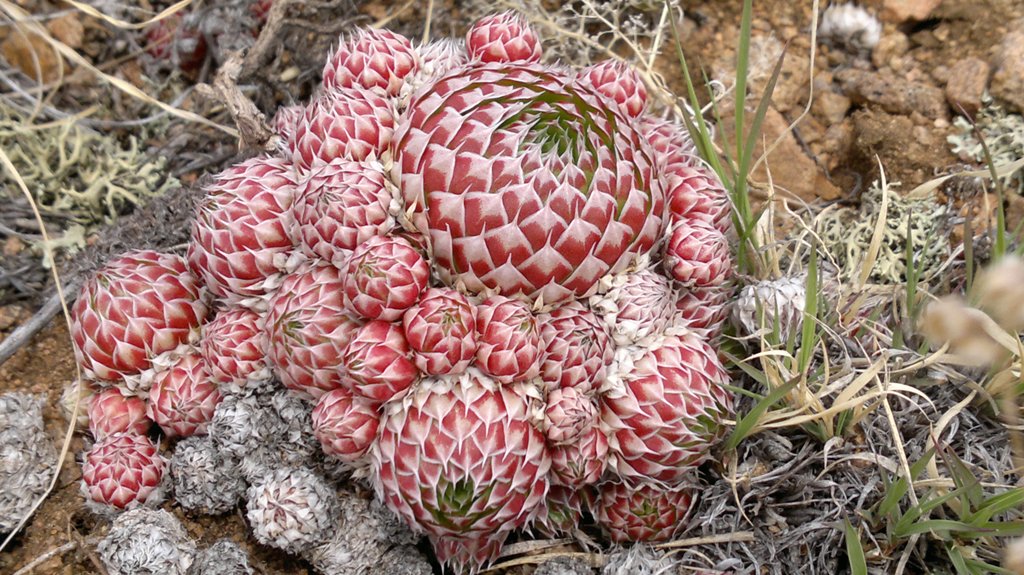 Image of Orostachys spinosa specimen.