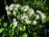 Thalictrum contortum. Верхушка расцветающего растения. Иркутская обл., г. Бодайбо, правый берег р. Витим, заросли кустарника вдоль дачного забора. 07.07.2012.