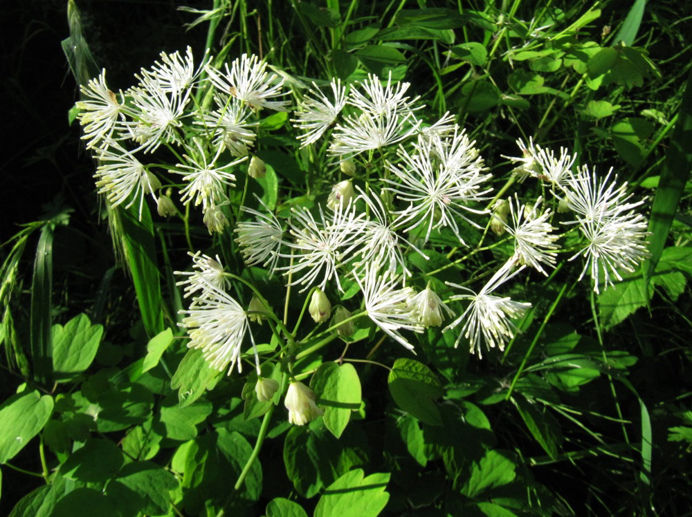 Изображение особи Thalictrum contortum.