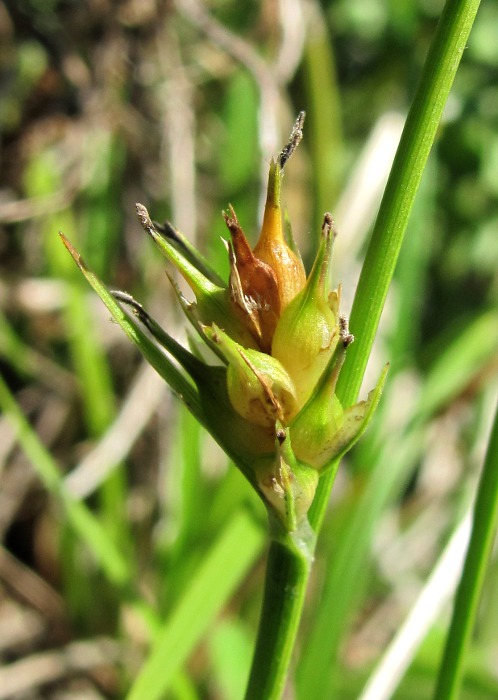 Изображение особи Carex michelii.