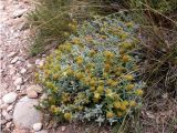 Teucrium aureum