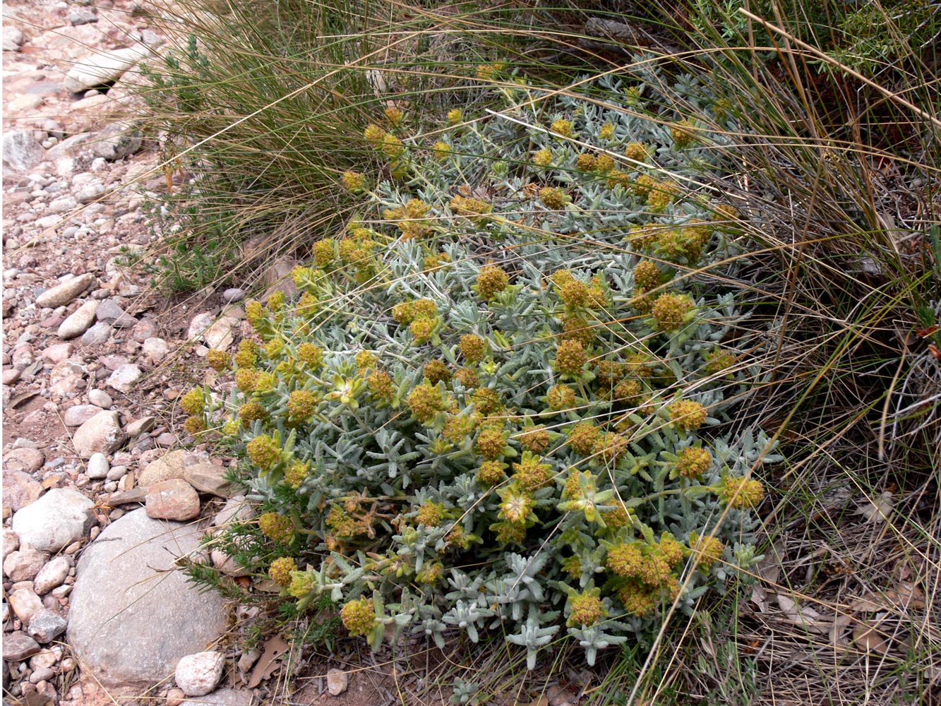 Изображение особи Teucrium aureum.