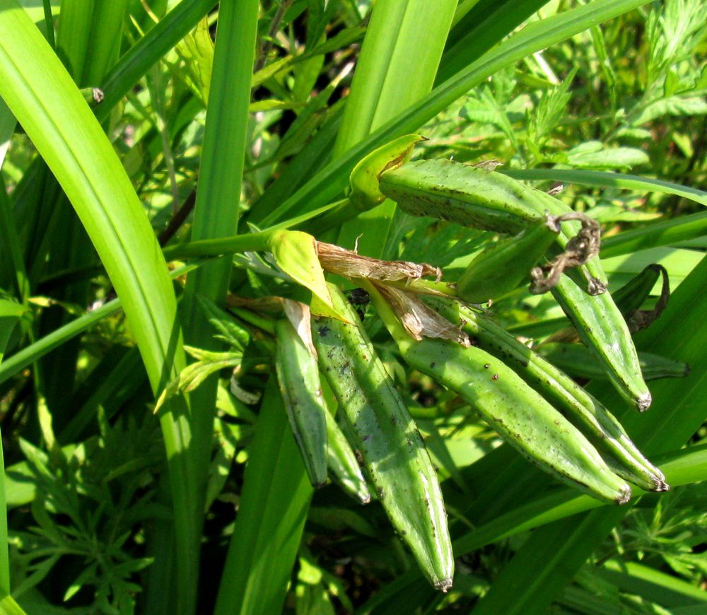 Изображение особи Iris pseudacorus.