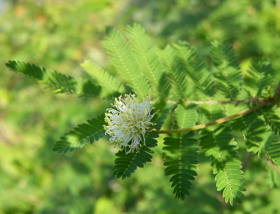 Image of Desmanthus illinoensis specimen.