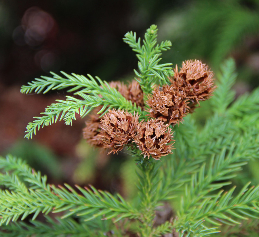 Изображение особи Cryptomeria japonica.