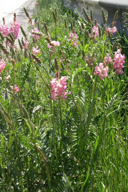 Image of Onobrychis viciifolia specimen.
