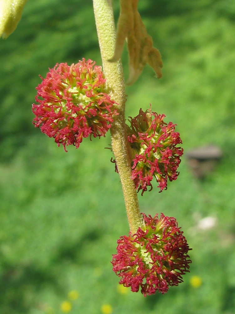 Изображение особи Platanus orientalis.