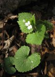 Alliaria petiolata. Цветущее растение. Крым, Карадагский заповедник. 3 апреля 2013 г.