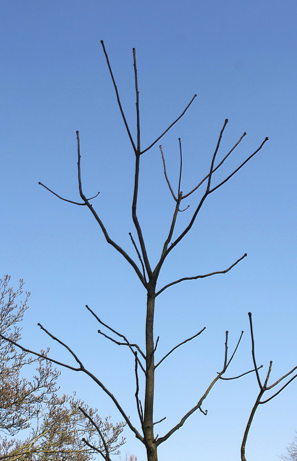 Изображение особи Toona sinensis.