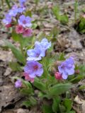 Pulmonaria obscura