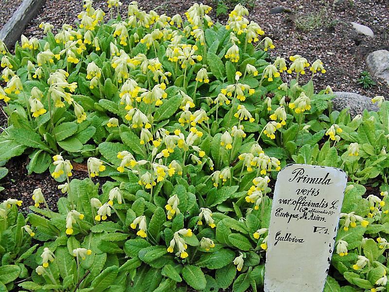 Image of Primula veris specimen.