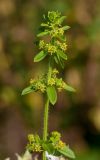 Cruciata laevipes