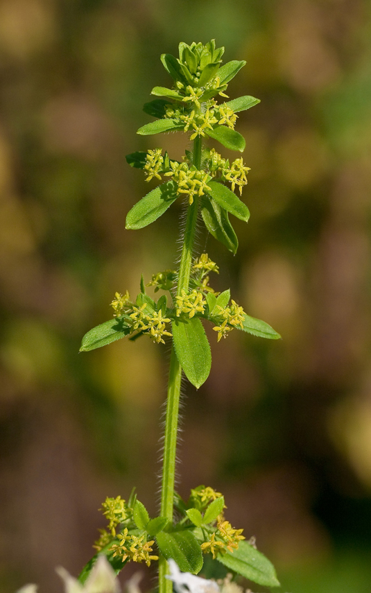 Image of Cruciata laevipes specimen.