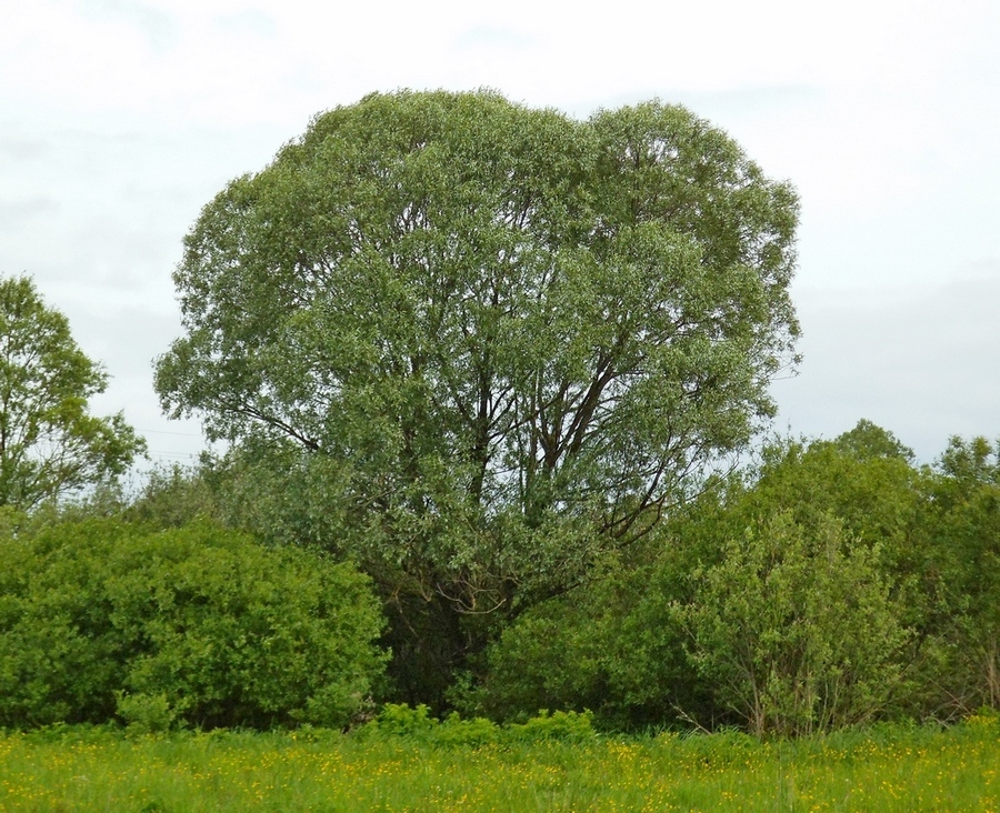 Image of Salix alba specimen.