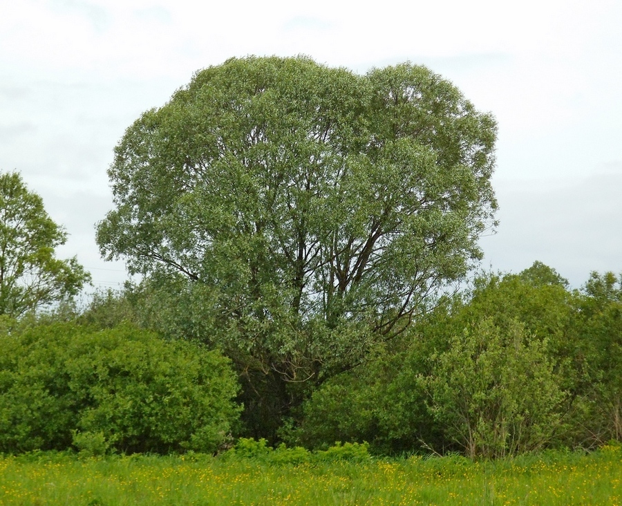 Изображение особи Salix alba.