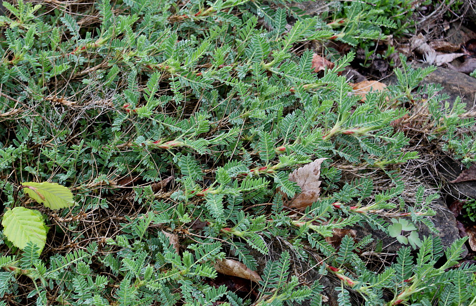 Image of Astragalus sempervirens specimen.