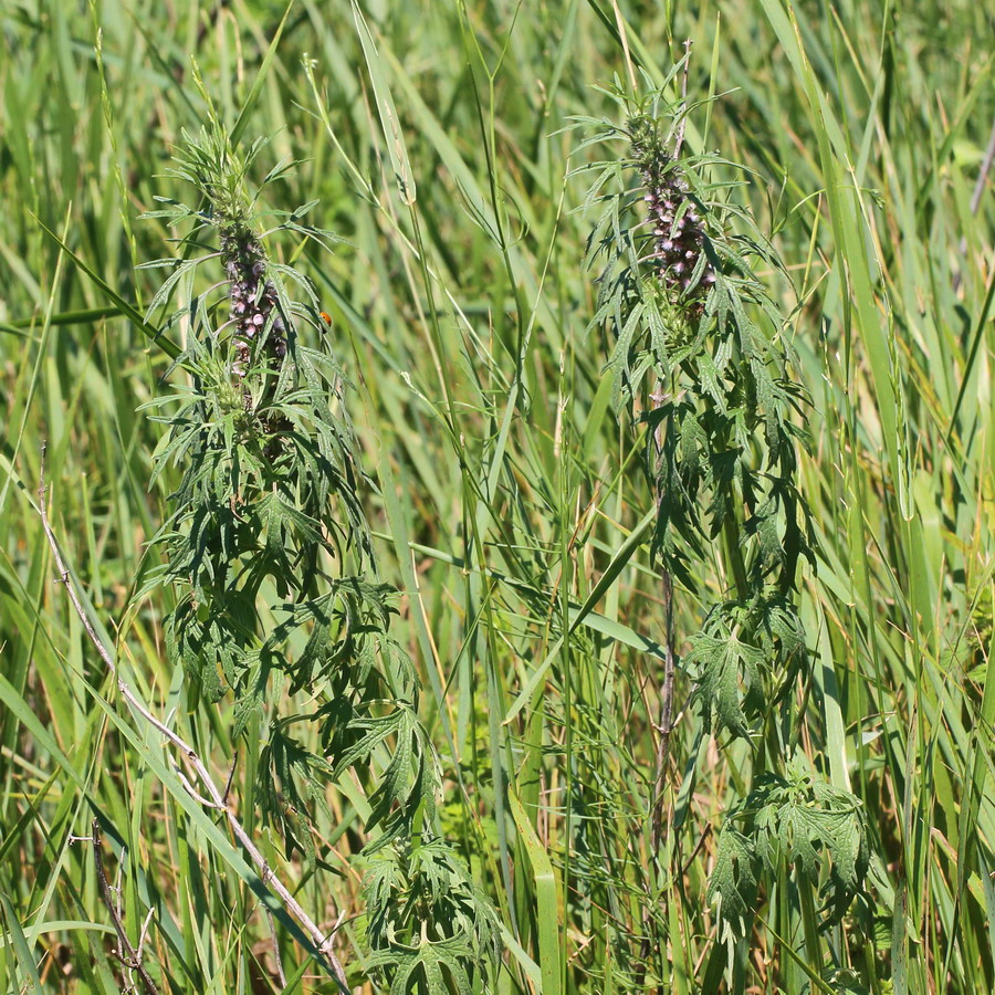 Изображение особи Leonurus glaucescens.