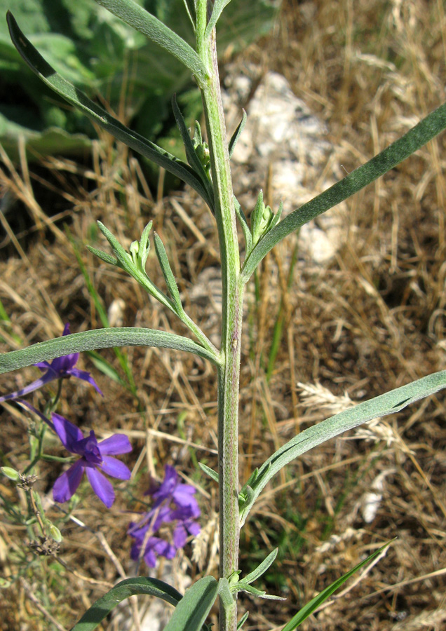 Image of Erysimum canescens specimen.