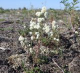 Galium boreale. Цветущее растение. Эстония, Сааремаа, п-ов Harilaid, приморские пески. 23.06.2013.