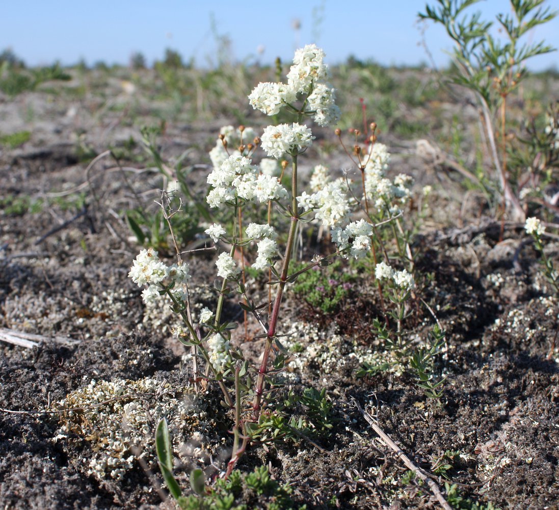 Image of Galium boreale specimen.