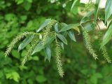 Salix fragilis разновидность sphaerica. Ветви с женскими соплодиями. Санкт-Петербург. 2 июня 2009 г.