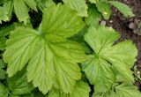 Geum macrophyllum