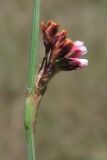 Polygonum arenarium