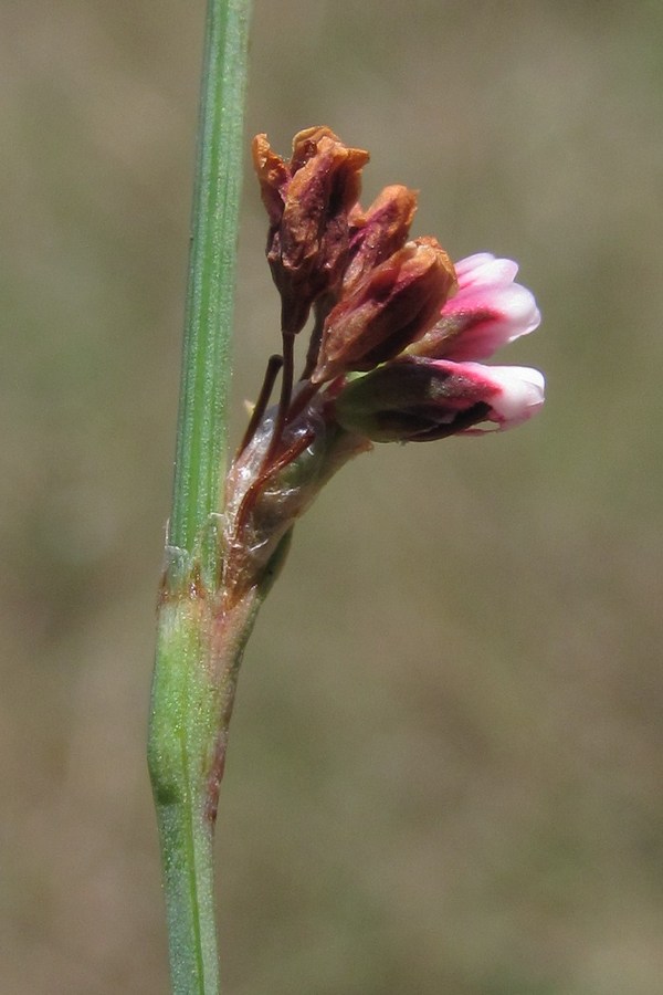 Изображение особи Polygonum arenarium.