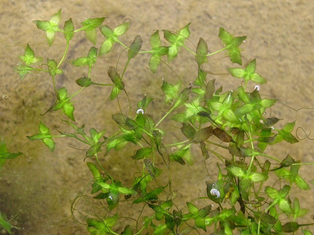 Image of Lemna trisulca specimen.