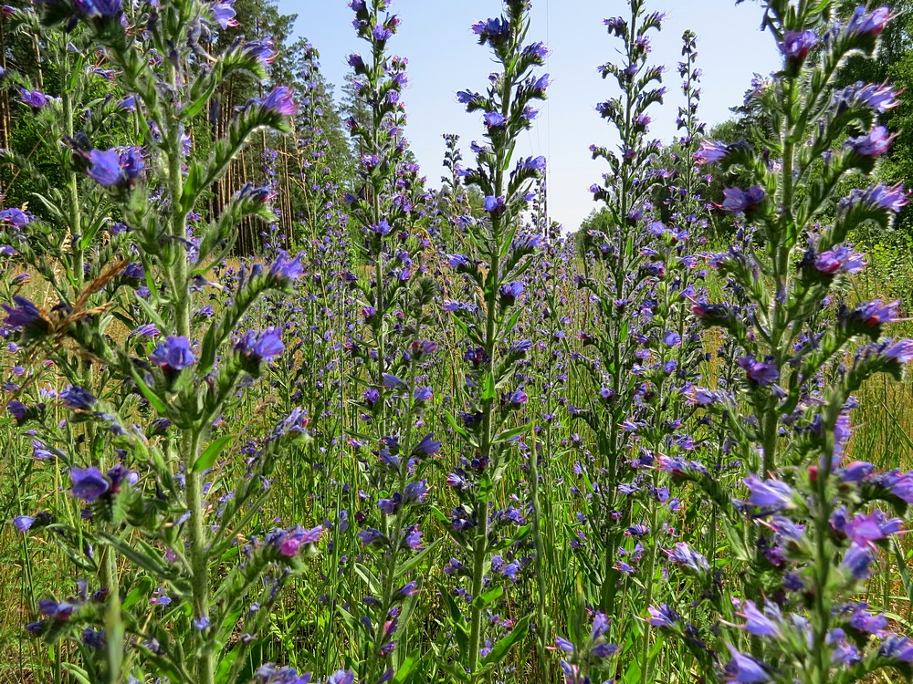 Image of Echium vulgare specimen.