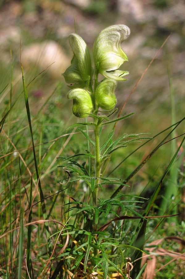 Изображение особи Aconitum confertiflorum.