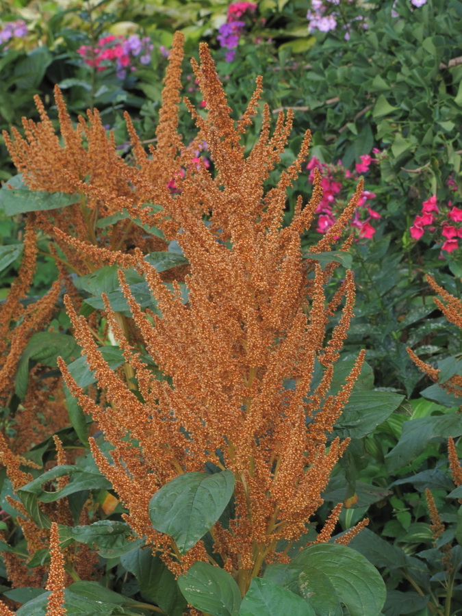 Image of Celosia argentea specimen.