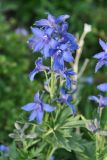 Delphinium brachycentrum. Соцветие. Камчатский край, Ключевская группа вулканов, окр. перевала Толуд. 20.07.2013.