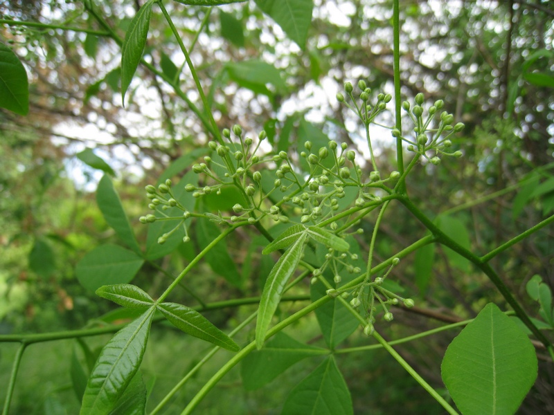 Изображение особи Ptelea trifoliata.