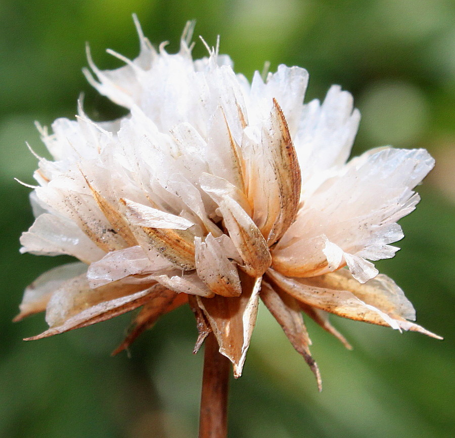 Image of Armeria majellensis specimen.