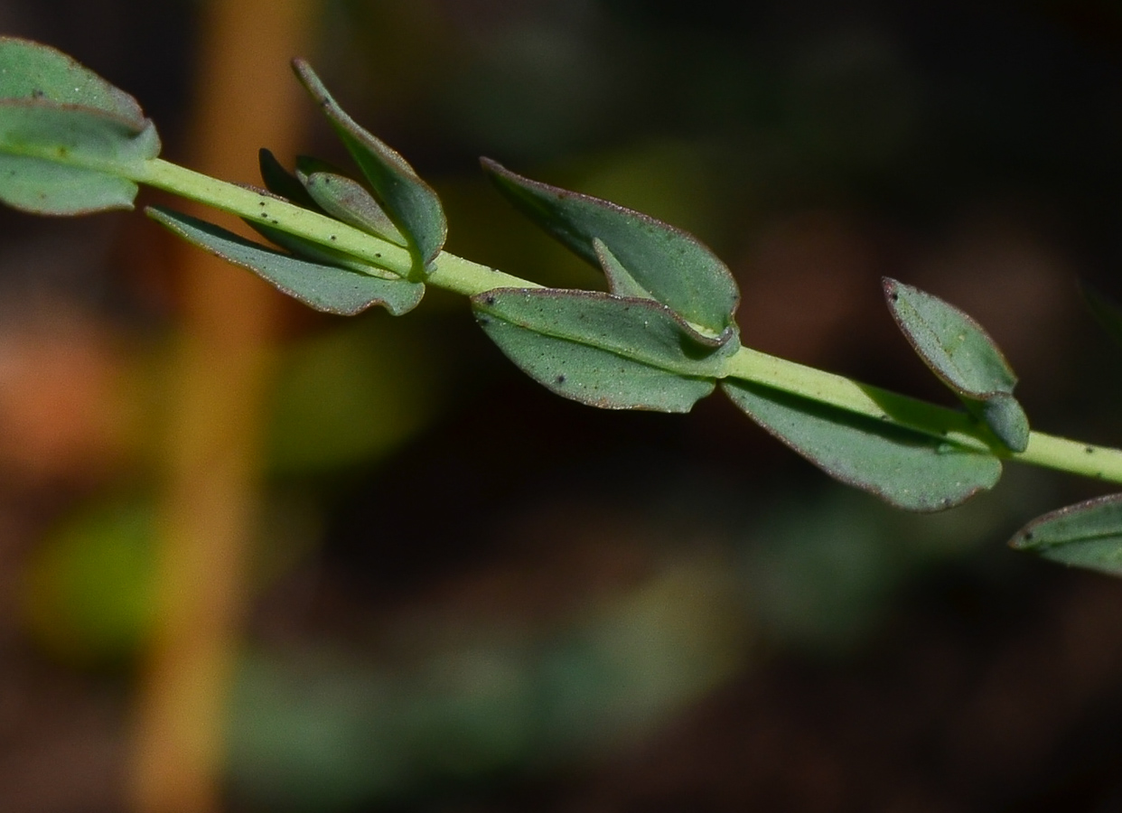 Image of Hypericum triquetrifolium specimen.