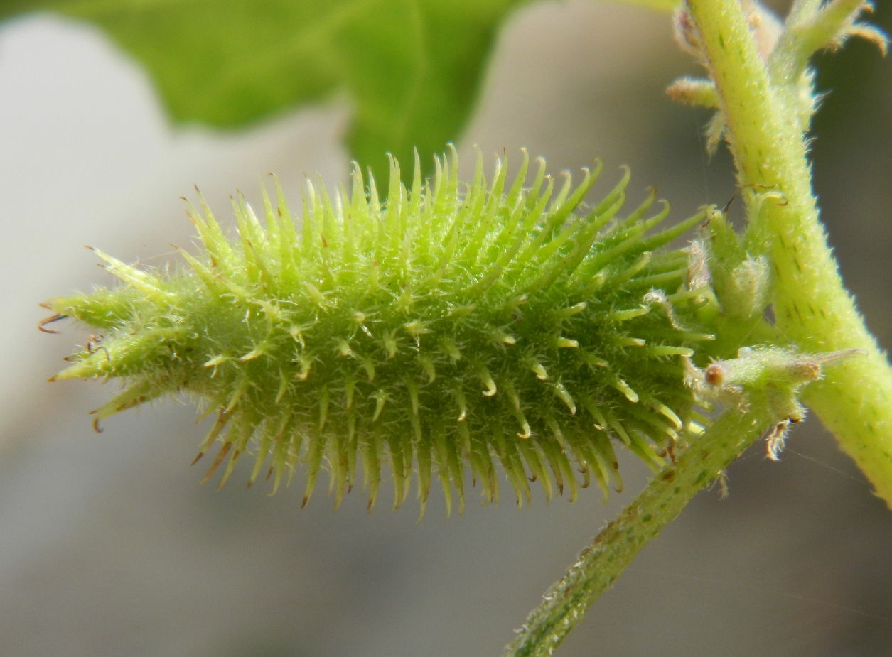 Image of Xanthium orientale specimen.