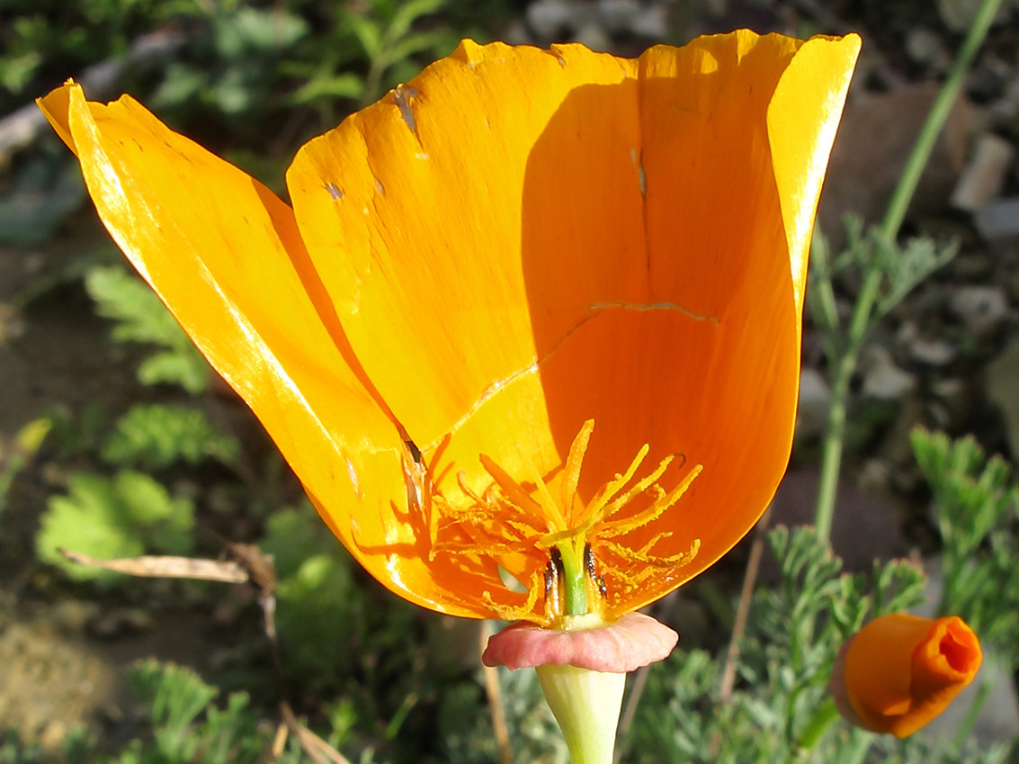 Image of Eschscholzia californica specimen.